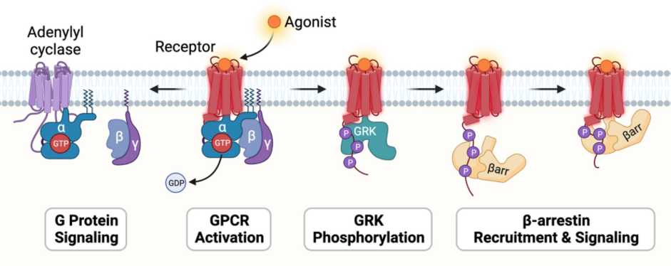 GABA細胞篩選模型