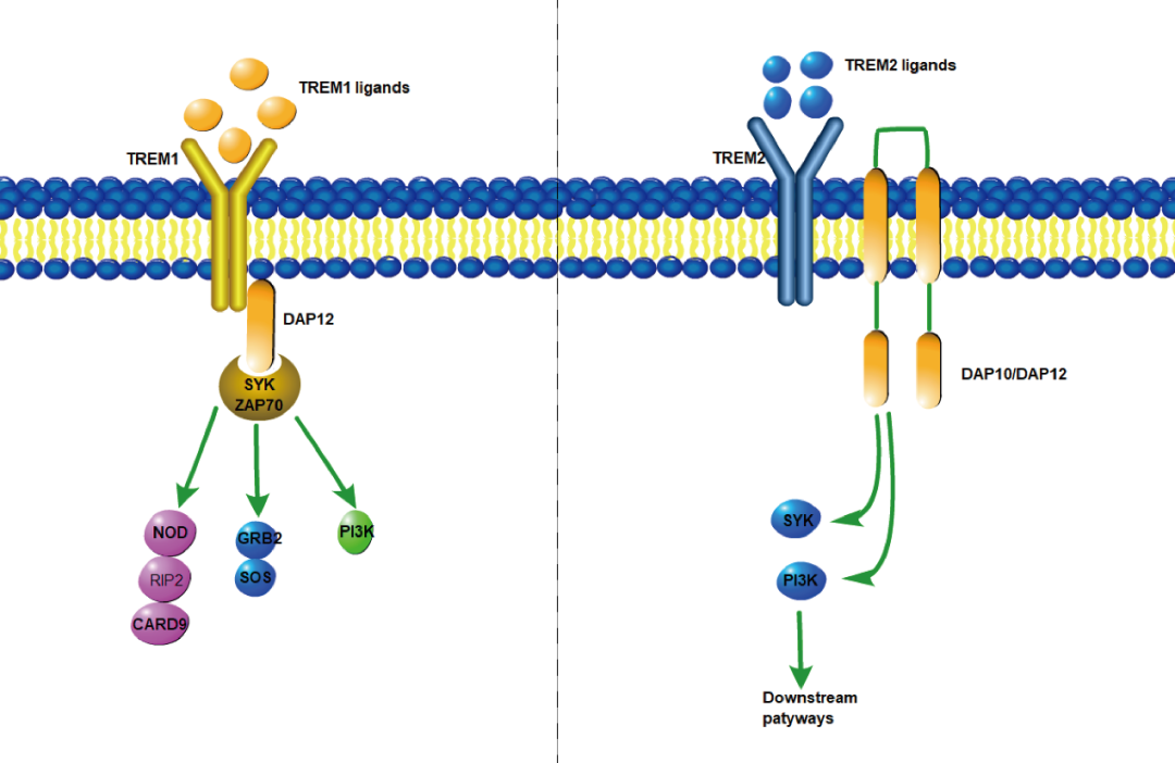 阿爾茨海默癥？癌癥？-靶點TREM
