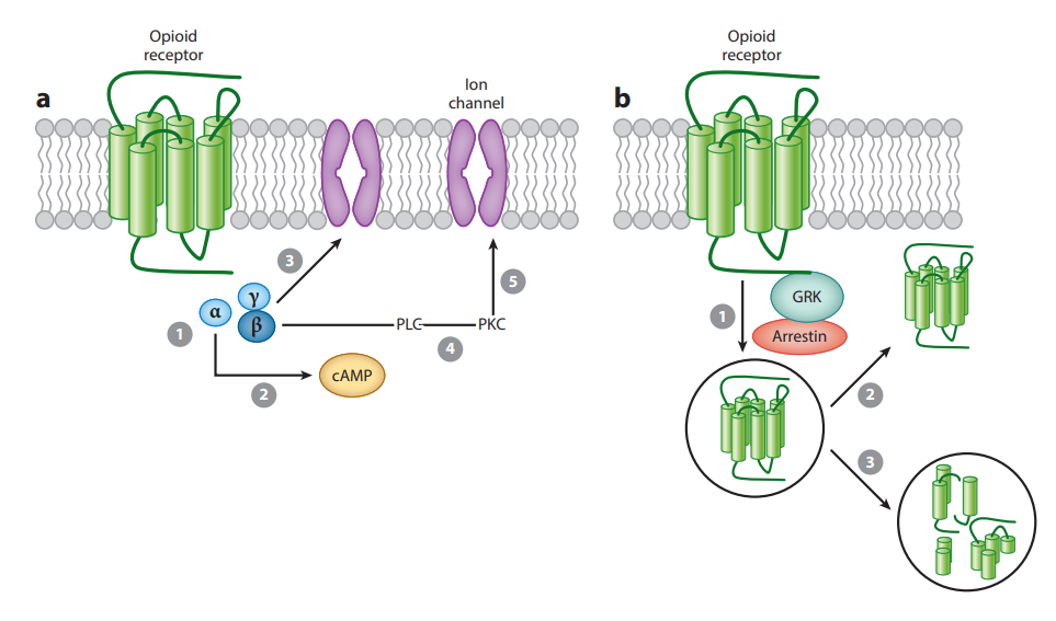 OPR細胞篩選模型