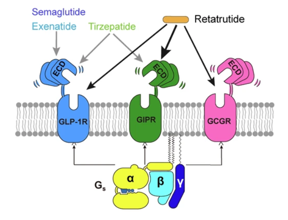 GLP-1R、GCGR、GIPR多靶點激動劑與代謝疾病